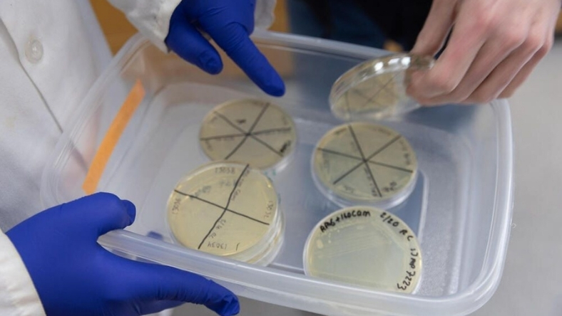 Laboratory researchers examining petri dishes with experimental samples
