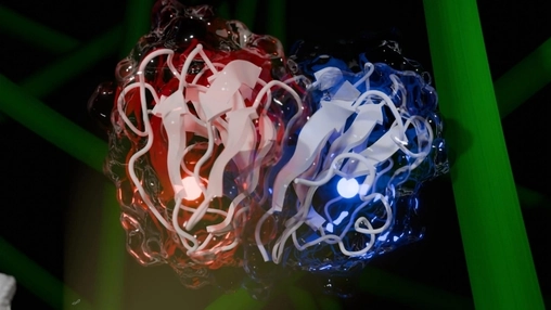 3D digital render of an enzyme structure split into red and blue halves with glowing white ribbon elements